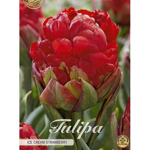 Tulpan 'Ice Cream Strawberry' (NEW) 3-pack